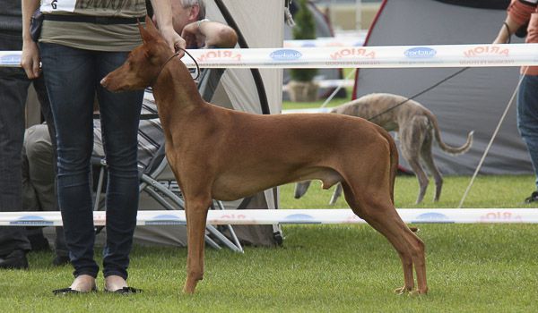 Pharaoh Hound